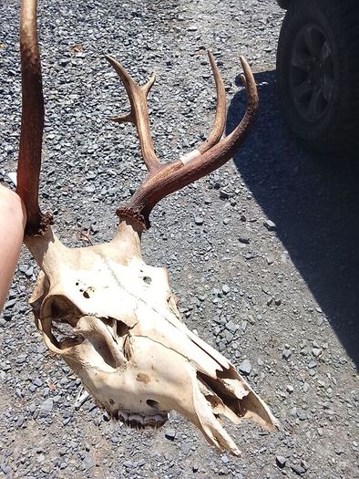 red stag