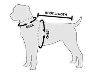 Dog Genuine Leather Spiked Collar