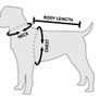 Genuine Leather Harness for Ciau-Ciau / Samoyed Husky Image 2