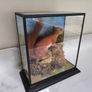 Taxidermy red squirrel Image 2