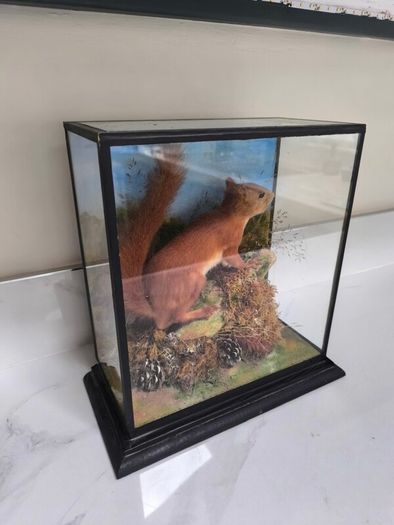 Taxidermy red squirrel