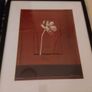 Punjab Poppy - Two Prints in frames 21 inches by 25 inches Image 5