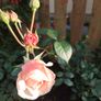 Rose  plant Image 2