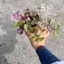 plant Image 2