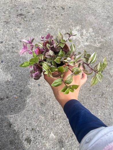 plant