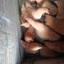 Pullets Image 4