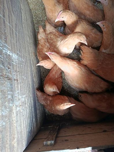 Pullets