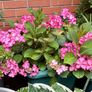 Hydrangea French Can Can doing well in 2nd summer in pot Image 3