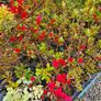 Azaleas,  Evegreen Shrubs Two Euro Image 10