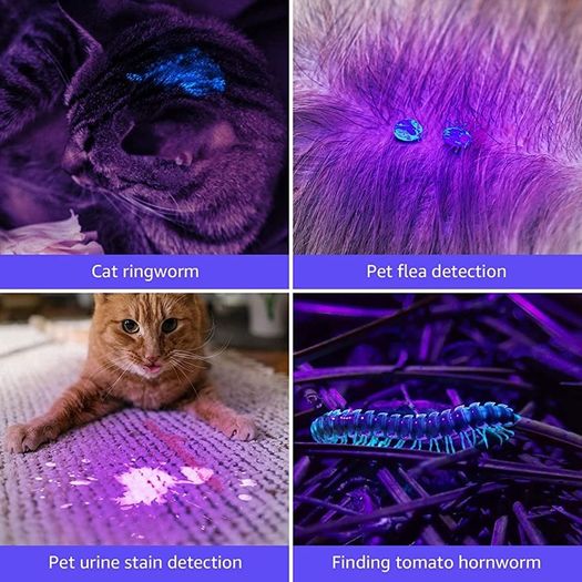 21 LED 395nm UV Torch, Black Light Detector for Pets Urine, Stain, Bed Bugs on Carpet or Floor, Fake Banknote and More, Valentines Day Gift, 3 AAA Batteries Included (FREE SHIPPING)