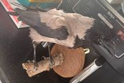 Taxidermy Crow