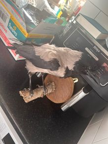 Taxidermy Crow