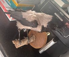 Taxidermy Crow