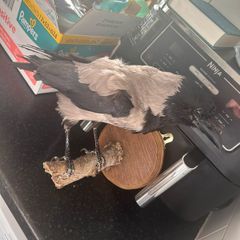 Taxidermy Crow