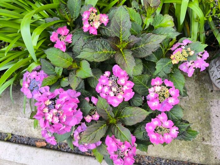 garden plants