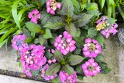 garden plants