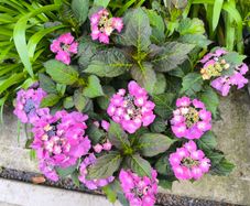 garden plants
