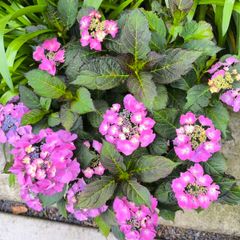 garden plants