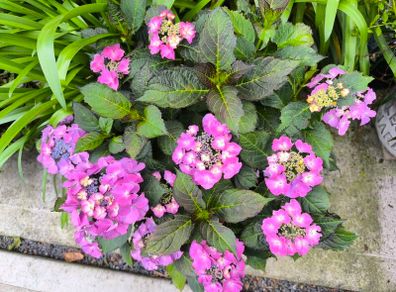 garden plants