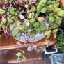 Tradescantia fluminensis Image 2