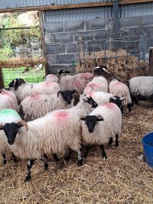 Lambs