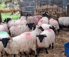 Lambs