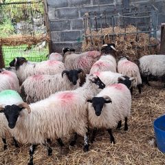 Lambs