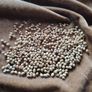 Coriander Seeds Image 3