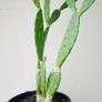 Cactus Image 3