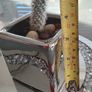 Cactus plant Image 3
