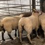 Rouge breeding ewe lambs Image 5