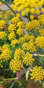 Fennel Herb
