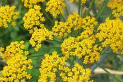 Fennel Herb