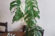 Houseplant Donegal Rare Established plants