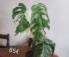 Houseplant Donegal Rare Established plants