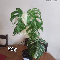 Houseplant Donegal Rare Established plants