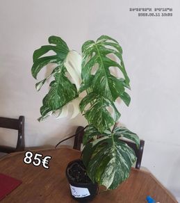 Houseplant Donegal Rare Established plants
