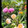 garden plants Image 6