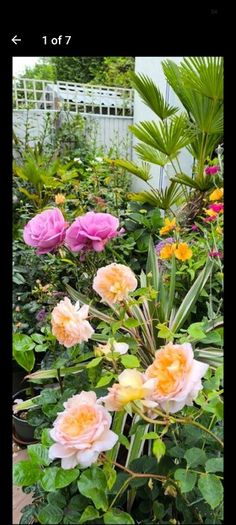 garden plants