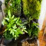 terrarium or palladium with waterfall Image 2