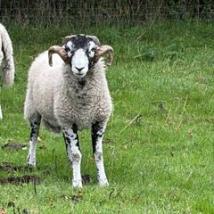 Swaledale Rams