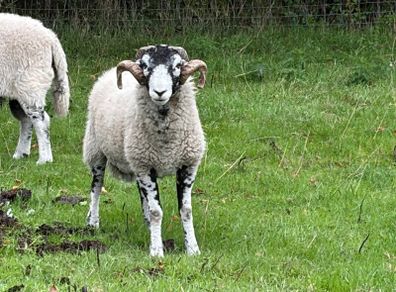 Swaledale Rams