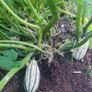 Squash 'Delicata' Irish Seeds Image 3