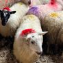 20 super brokie ewe lambs Image 5