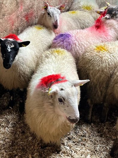 20 super brokie ewe lambs