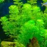 Aquarium Plants (Floating also) Image 3