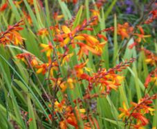 Crocosmia Montbretia