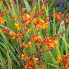 Crocosmia Montbretia
