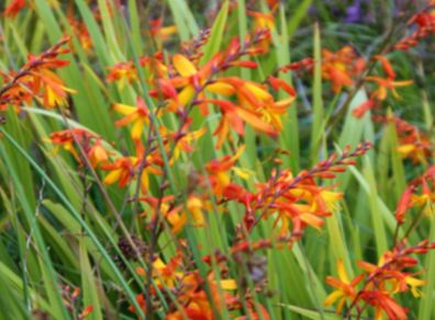 Crocosmia Montbretia