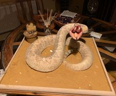 Stuffed diamond back rattle snake